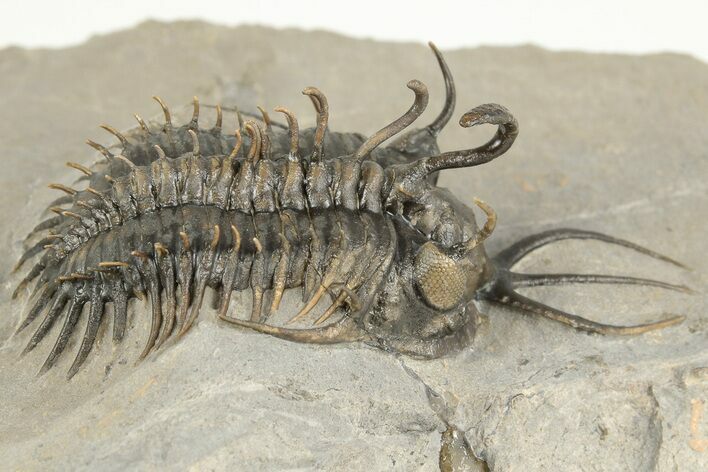 Short-Fork Walliserops Hammi Trilobite - Foum Zguid, Morocco #201654